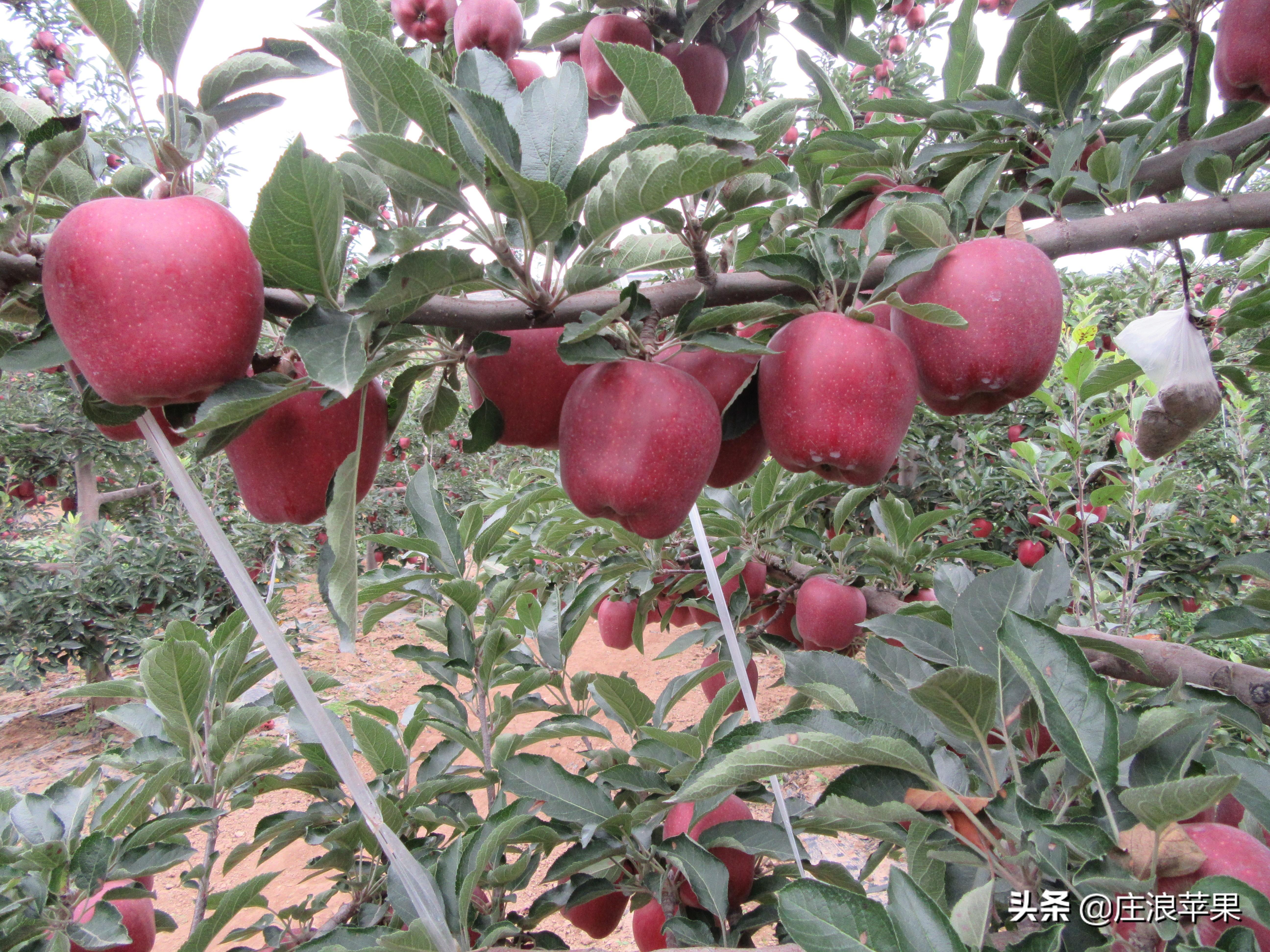 苹果树最新树形，自然美景的探索之旅