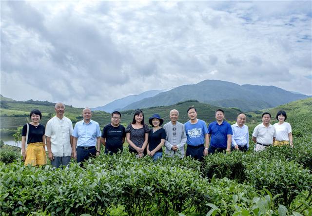 中国十大茶叶品牌最新排名深度解析与观点阐述
