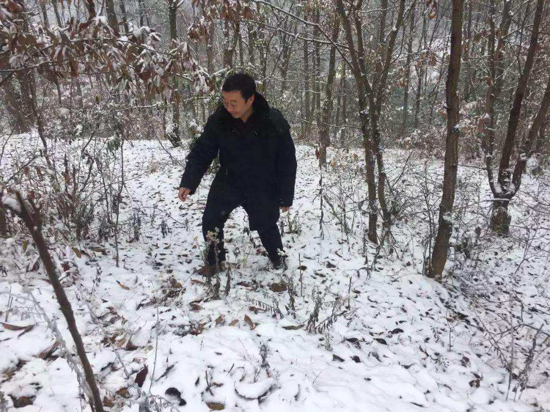 湖南衡山白果最新动态，温情故事在白果下延续